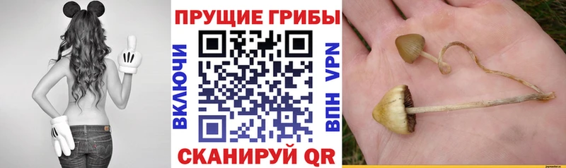 Псилоцибиновые грибы Magic Shrooms  Новочеркасск 